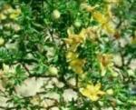 Chaparell herb